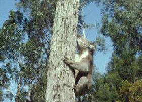 Creswick Regional Park - New South Wales Tourism  0