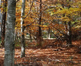 RJ Hamer Arboretum - New South Wales Tourism  0