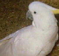 Plenty Gorge Park - New South Wales Tourism 