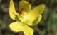 Langwarrin Flora And Fauna Reserve - thumb 0