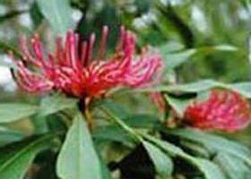 Noorinbee North VIC New South Wales Tourism 