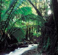 Melba Gully - New South Wales Tourism 