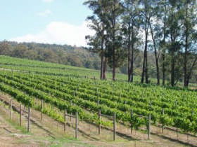 Piedmont Vineyard - New South Wales Tourism  0