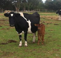Animal Land Children's Farm - New South Wales Tourism 