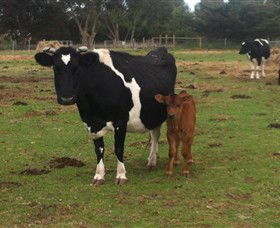 Animal Land Children's Farm - New South Wales Tourism  0