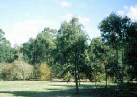 Sweeneys Flat - New South Wales Tourism  0