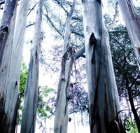 Dandenong Ranges National Park - New South Wales Tourism 