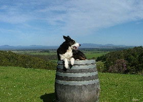 Windy Ridge Vineyard And Winery - New South Wales Tourism  0