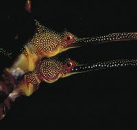 Eagle Rock Marine Sanctuary - New South Wales Tourism 