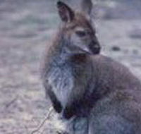Churchill National Park - New South Wales Tourism 