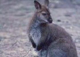 Churchill National Park - New South Wales Tourism  0