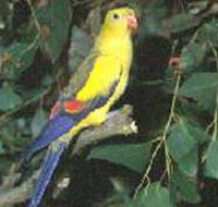 Lake Hindmarsh Reserve - New South Wales Tourism 