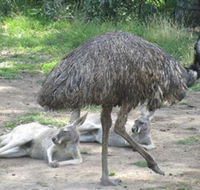 Bundoora Park - New South Wales Tourism 