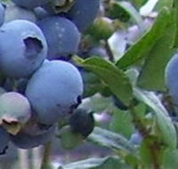 Tuckerberry Hill - New South Wales Tourism 