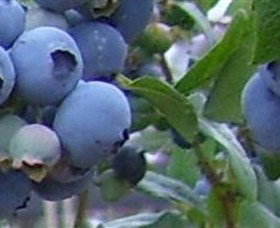 Tuckerberry Hill - New South Wales Tourism  0