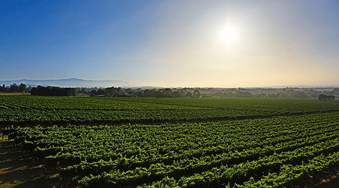 GREENSTONE VINEYARDS - New South Wales Tourism  0
