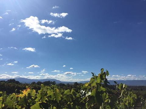 GREENSTONE VINEYARDS - New South Wales Tourism  5