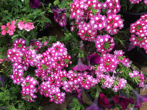 Main Street Market Mornington - New South Wales Tourism  4