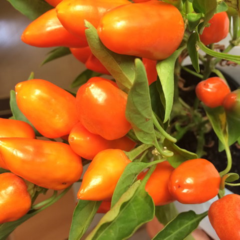 Main Street Market Mornington - New South Wales Tourism  6