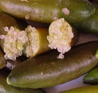 Sandy Creek Olives and Finger Limes - New South Wales Tourism 