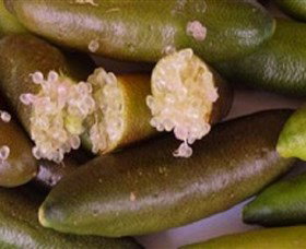 Sandy Creek Olives And Finger Limes - New South Wales Tourism  0