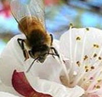 Clayridge Honey - New South Wales Tourism 
