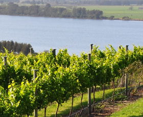 Two Figs Winery - New South Wales Tourism  0