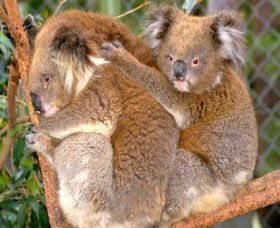 Shoalhaven Zoo - New South Wales Tourism  0
