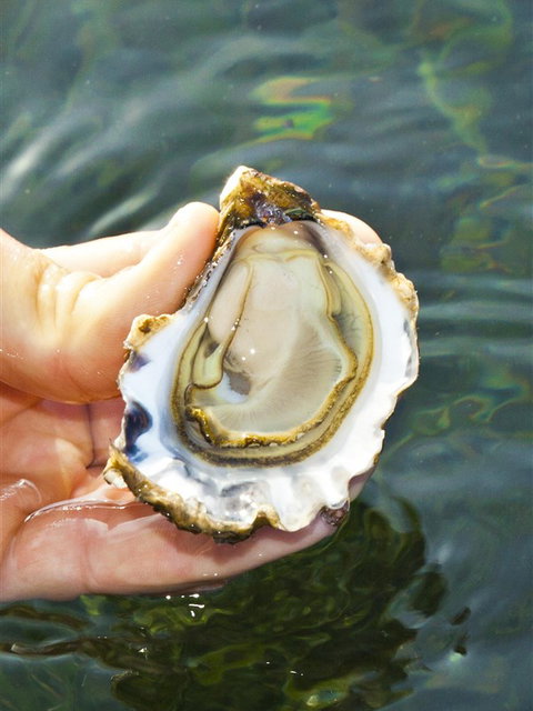 The Oyster Pot - New South Wales Tourism  0