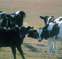 Bodalla Dairy Cheese Factory - New South Wales Tourism 