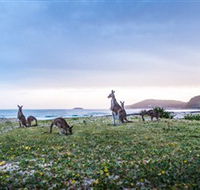 Pebbly Beach - New South Wales Tourism 