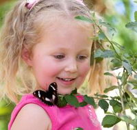 Coffs Harbour Butterfly House - New South Wales Tourism 