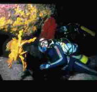 Solitary Islands Marine Park - New South Wales Tourism 