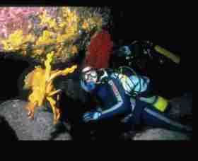 Solitary Islands Marine Park - New South Wales Tourism  0