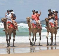 Camel Rides with Coffs Coast Camels - New South Wales Tourism 