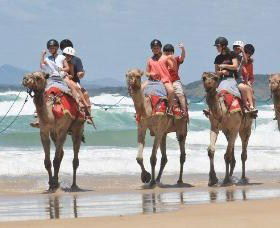 Camel Rides With Coffs Coast Camels - New South Wales Tourism  0