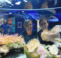 Solitary Islands Aquarium - New South Wales Tourism 