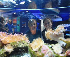Solitary Islands Aquarium - New South Wales Tourism  0