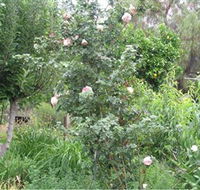 Tombstone Estate Vineyard - New South Wales Tourism 