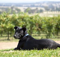 Moothi Estate Vineyard and Cellar Door - New South Wales Tourism 