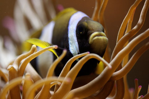 Solitary Islands Aquarium - New South Wales Tourism  1