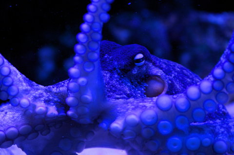 Solitary Islands Aquarium - New South Wales Tourism  2