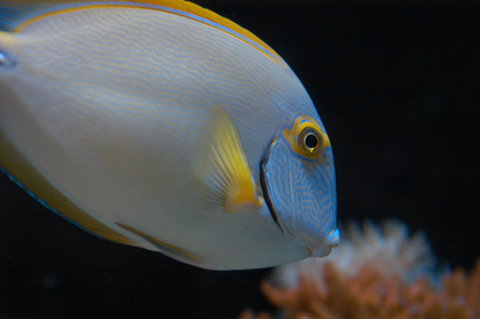 Solitary Islands Aquarium - New South Wales Tourism  3