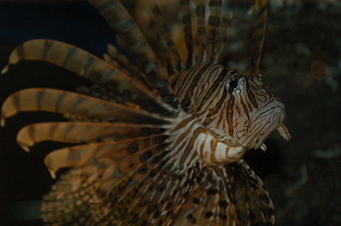 Solitary Islands Aquarium - New South Wales Tourism  4