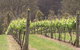 Diamond Creek Estate Cellar Door - thumb 2