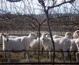 Thunder Ridge Wines - New South Wales Tourism  2