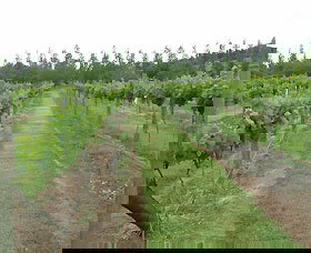 Lake George Winery - New South Wales Tourism  1