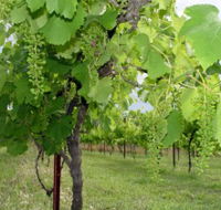 Holland Wines - New South Wales Tourism 