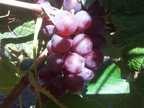 Top Note Vineyard - New South Wales Tourism  1