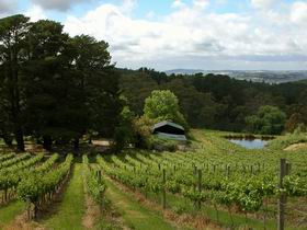 Arranmore Wines - New South Wales Tourism  0